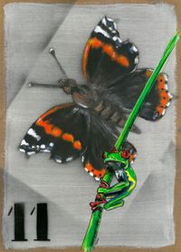11 vlinder en gifkikker